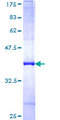 FBXL7 Protein - 12.5% SDS-PAGE Stained with Coomassie Blue.