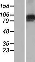 FBXO10 Protein - Western validation with an anti-DDK antibody * L: Control HEK293 lysate R: Over-expression lysate