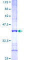 FBXO10 Protein - 12.5% SDS-PAGE Stained with Coomassie Blue.