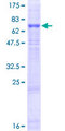 FBXO15 / FBX15 Protein - 12.5% SDS-PAGE of human FBXO15 stained with Coomassie Blue