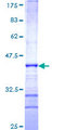 FBXO16 Protein - 12.5% SDS-PAGE Stained with Coomassie Blue.