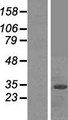 FBXO2 Protein - Western validation with an anti-DDK antibody * L: Control HEK293 lysate R: Over-expression lysate