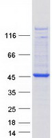 FBXO2 Protein - Purified recombinant protein FBXO2 was analyzed by SDS-PAGE gel and Coomassie Blue Staining