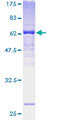 FBXO25 Protein - 12.5% SDS-PAGE of human FBXO25 stained with Coomassie Blue