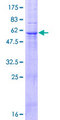 FBXO27 Protein - 12.5% SDS-PAGE of human FBXO27 stained with Coomassie Blue