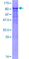 FBXO3 Protein - 12.5% SDS-PAGE of human FBXO3 stained with Coomassie Blue