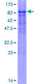 FBXO3 Protein - 12.5% SDS-PAGE of human FBXO3 stained with Coomassie Blue