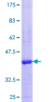FBXO3 Protein - 12.5% SDS-PAGE Stained with Coomassie Blue.