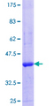 FBXO3 Protein - 12.5% SDS-PAGE Stained with Coomassie Blue.