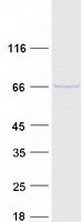 FBXO3 Protein - Purified recombinant protein FBXO3 was analyzed by SDS-PAGE gel and Coomassie Blue Staining