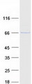 FBXO3 Protein - Purified recombinant protein FBXO3 was analyzed by SDS-PAGE gel and Coomassie Blue Staining