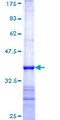 FBXO30 Protein - 12.5% SDS-PAGE Stained with Coomassie Blue.