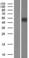 FBXO31 Protein - Western validation with an anti-DDK antibody * L: Control HEK293 lysate R: Over-expression lysate