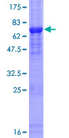 FBXO31 Protein - 12.5% SDS-PAGE of human FBXO31 stained with Coomassie Blue