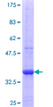 FBXO31 Protein - 12.5% SDS-PAGE Stained with Coomassie Blue.