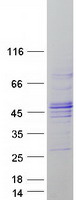 FBXO31 Protein - Purified recombinant protein FBXO31 was analyzed by SDS-PAGE gel and Coomassie Blue Staining