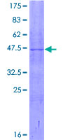 FBXO32 / Fbx32 Protein - 12.5% SDS-PAGE of human FBXO32 stained with Coomassie Blue