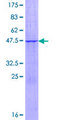 FBXO36 / F-Box Protein 36 Protein - 12.5% SDS-PAGE of human FBXO36 stained with Coomassie Blue