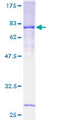 FBXO39 Protein - 12.5% SDS-PAGE of human FBXO39 stained with Coomassie Blue