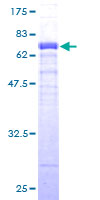 FBXO4 / FBX4 Protein - 12.5% SDS-PAGE of human FBXO4 stained with Coomassie Blue