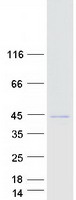 FBXO4 / FBX4 Protein - Purified recombinant protein FBXO4 was analyzed by SDS-PAGE gel and Coomassie Blue Staining