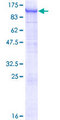 FBXO42 / JFK Protein - 12.5% SDS-PAGE of human FBXO42 stained with Coomassie Blue