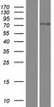 FBXO46 Protein - Western validation with an anti-DDK antibody * L: Control HEK293 lysate R: Over-expression lysate