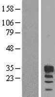 FBXO6 Protein - Western validation with an anti-DDK antibody * L: Control HEK293 lysate R: Over-expression lysate