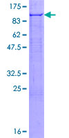 FBXO7 Protein - 12.5% SDS-PAGE of human FBXO7 stained with Coomassie Blue