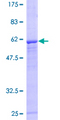 FBXO8 / FBX8 Protein - 12.5% SDS-PAGE of human FBXO8 stained with Coomassie Blue