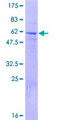 FBXO8 / FBX8 Protein - 12.5% SDS-PAGE of human FBXO8 stained with Coomassie Blue