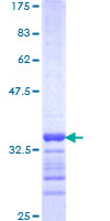 FBXO8 / FBX8 Protein - 12.5% SDS-PAGE Stained with Coomassie Blue.