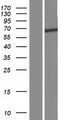 FBXW11 Protein - Western validation with an anti-DDK antibody * L: Control HEK293 lysate R: Over-expression lysate