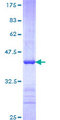 FBXW7 / FBW7 Protein - 12.5% SDS-PAGE Stained with Coomassie Blue.
