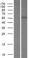 FBXW8 Protein - Western validation with an anti-DDK antibody * L: Control HEK293 lysate R: Over-expression lysate