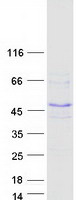 FBXW9 Protein - Purified recombinant protein FBXW9 was analyzed by SDS-PAGE gel and Coomassie Blue Staining