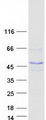 FBXW9 Protein - Purified recombinant protein FBXW9 was analyzed by SDS-PAGE gel and Coomassie Blue Staining