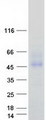 FCAR / CD89 Protein - Purified recombinant protein FCAR was analyzed by SDS-PAGE gel and Coomassie Blue Staining