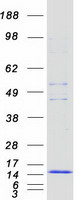 FCER1G Protein - Purified recombinant protein FCER1G was analyzed by SDS-PAGE gel and Coomassie Blue Staining