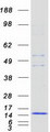 FCER1G Protein - Purified recombinant protein FCER1G was analyzed by SDS-PAGE gel and Coomassie Blue Staining