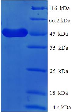 FCER2 / CD23 Protein