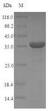 FcERI / Fc Epsilon RI Protein - (Tris-Glycine gel) Discontinuous SDS-PAGE (reduced) with 5% enrichment gel and 15% separation gel.