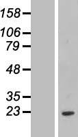 FCF1 Protein - Western validation with an anti-DDK antibody * L: Control HEK293 lysate R: Over-expression lysate