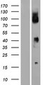 FCGR1B Protein - Western validation with an anti-DDK antibody * L: Control HEK293 lysate R: Over-expression lysate