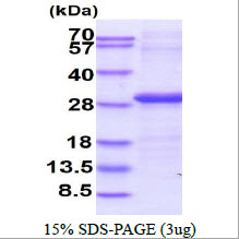 FCGR3A / CD16A Protein