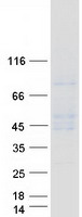 FCGR3A / CD16A Protein - Purified recombinant protein FCGR3A was analyzed by SDS-PAGE gel and Coomassie Blue Staining