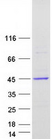 FCGRT / FCRN Protein - Purified recombinant protein FCGRT was analyzed by SDS-PAGE gel and Coomassie Blue Staining