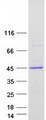 FCGRT / FCRN Protein - Purified recombinant protein FCGRT was analyzed by SDS-PAGE gel and Coomassie Blue Staining
