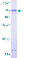 FCHSD1 Protein - 12.5% SDS-PAGE of human FCHSD1 stained with Coomassie Blue