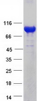 FCHSD1 Protein - Purified recombinant protein FCHSD1 was analyzed by SDS-PAGE gel and Coomassie Blue Staining